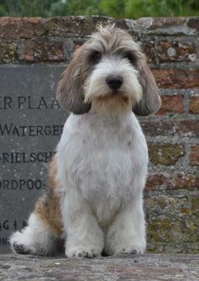 Petit Basset Griffon Vendéen