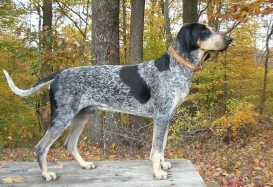 Малий Ґасконський Блакитний Гончак