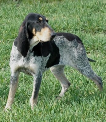 Petit Bleu de Gascogne