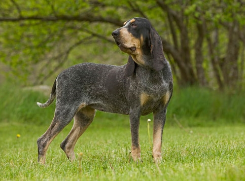 Petit Bleu de Gascogne