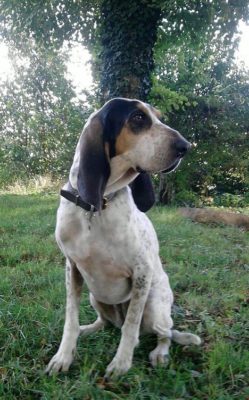 Petit Gascon Saintongeois