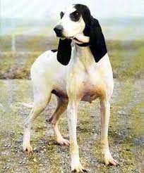 Petit Gascon Saintongeois