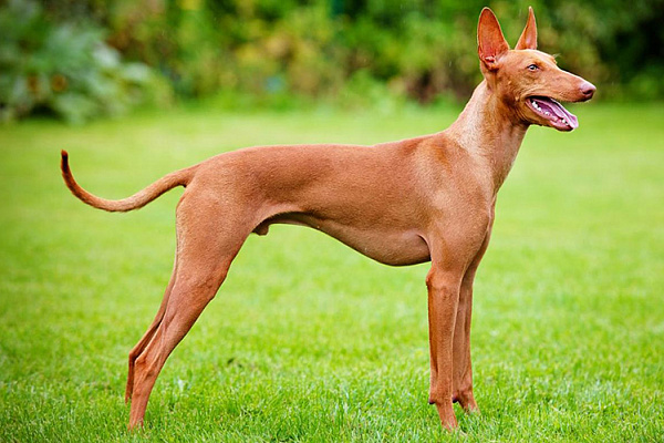 Фараоновий Собака