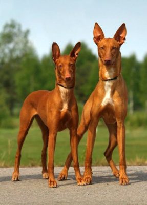 Pharaoh Hound