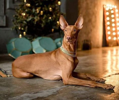 Pharaoh Hound