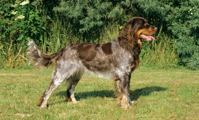 Picardy Spaniel