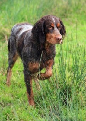 Picardy Spaniel