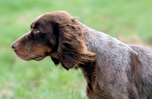 Picardy Spaniel