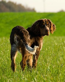 Picardy Spaniel