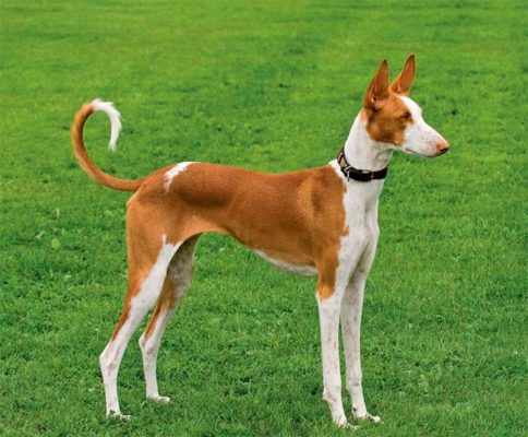 Podenco Canario