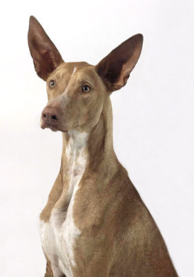 Podenco Canario