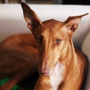 Podenco Canario