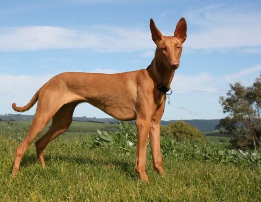 Podenco Canario
