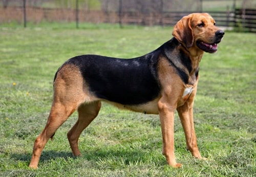 Польський Гончак