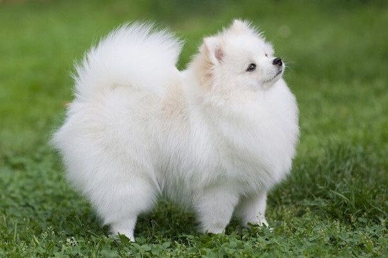 Pomerania