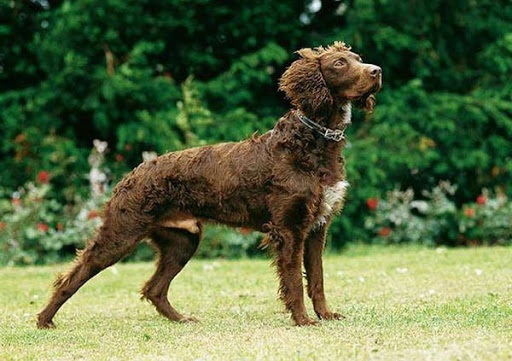 Понт-аудемерський Спанієль