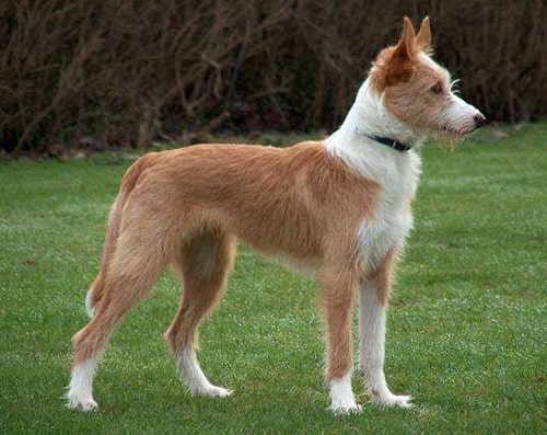 Португальський Поденгу