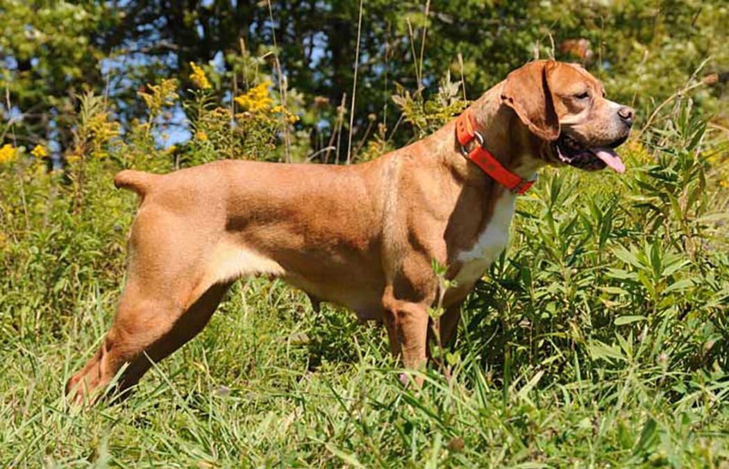 Португальський Лягавий Собака