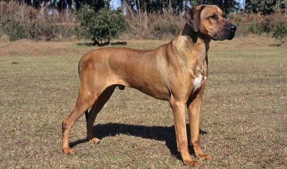 Родезійський Ріджбек