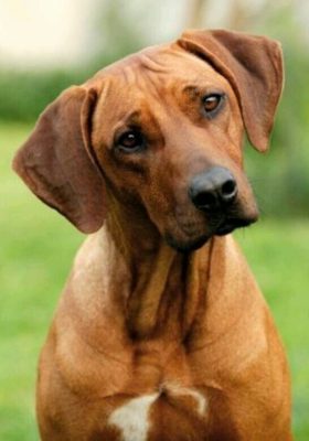 Rhodesian Ridgeback
