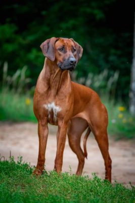 Rhodesian Ridgeback