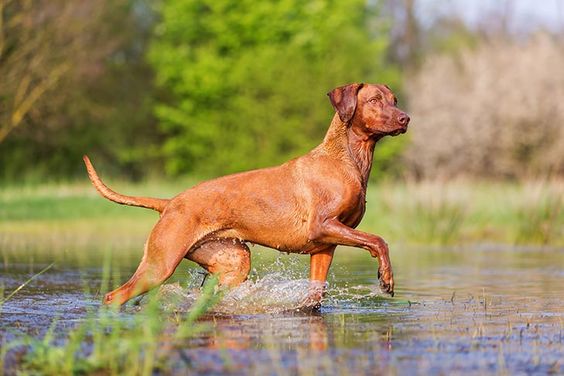 Rhodesian Ridgeback
