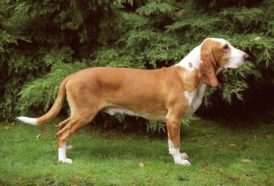 Іспанський Гончак