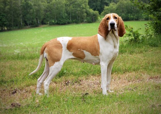 Швейцарський Гончак