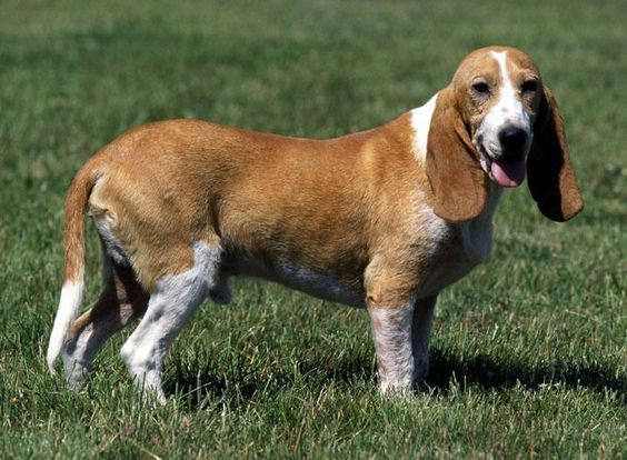 Малий Швейцарський Гончак