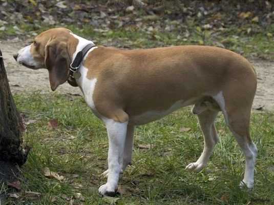 SchweizerischeSchweizerischer Niederlaufhundr Niederlaufhund