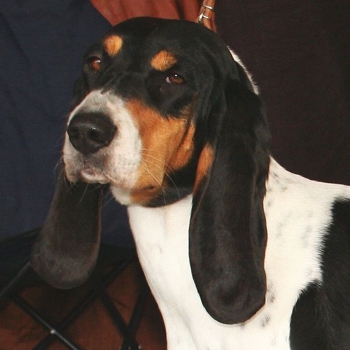 Schweizerischer Niederlaufhund