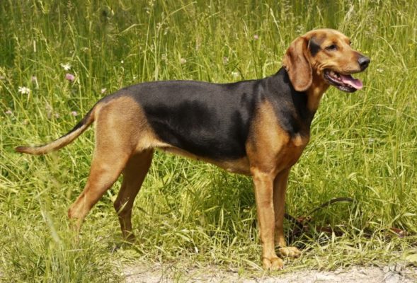 Serbian Hound