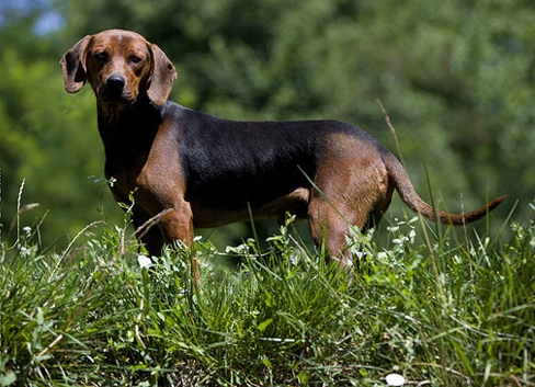 Serbian Hound