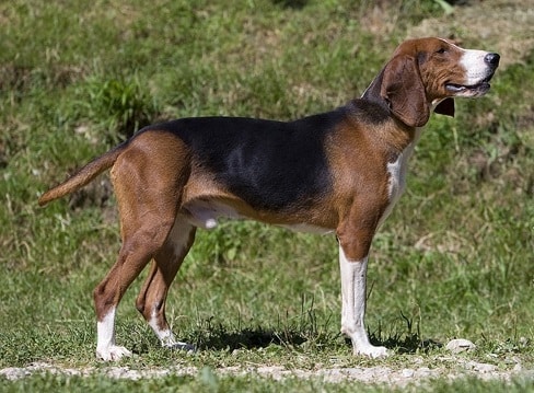 Сербський Триколірний Гончак
