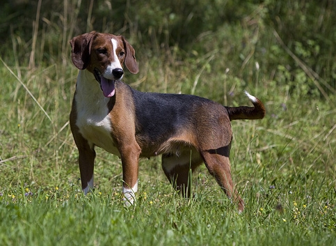 Serbian Tricolour Hound