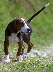 Serbian Tricolour Hound