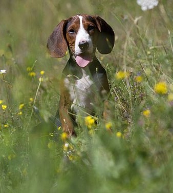 Serbian Tricolour Hound