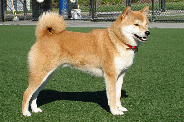 Shiba Inu