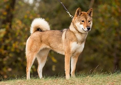 Shikoku Inu