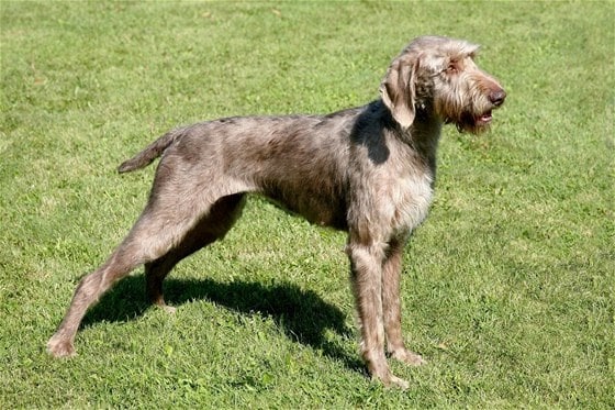 Словацький Жорсткошерстий Пойнтер