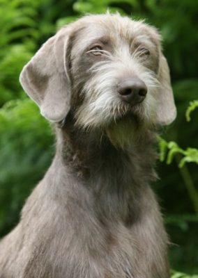 Slovak Rough-haired Pointer
