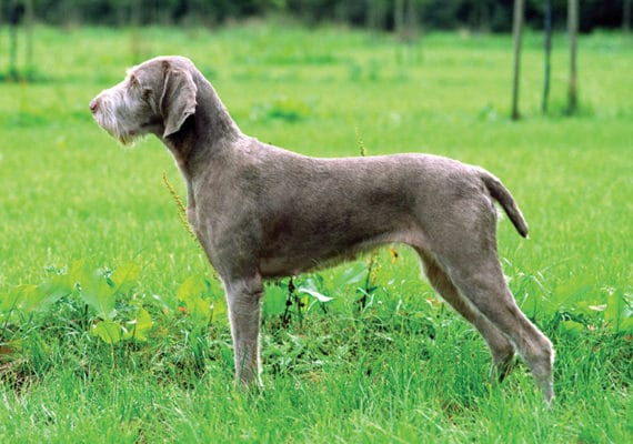 Slovak Rough-haired Pointer