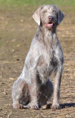 Slovak Rough-haired Pointer