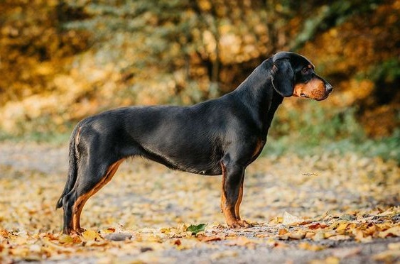 Словацький Гончак