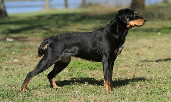 Смоландсстеоваре