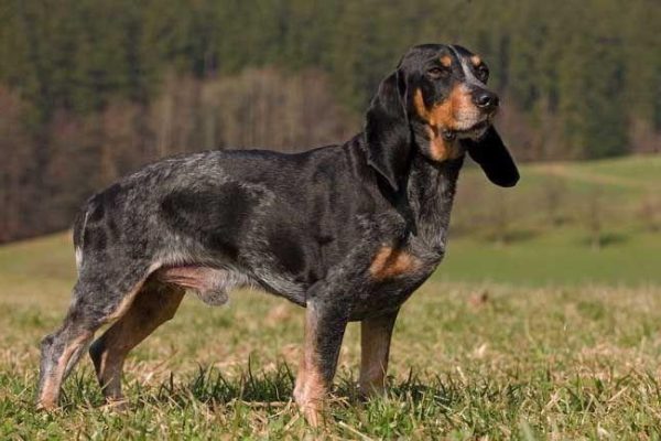 Small Jura Hound