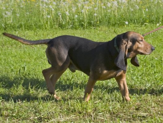 Small Jura Hound