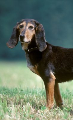Small Jura Hound