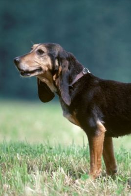 Small Jura Hound