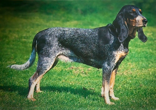 Малий Люцернський Гончак